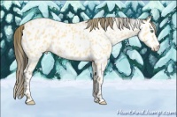 Horse Color:Amber Cream Champagne Appaloosa Rabicano 