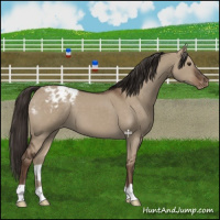 Horse Color:Liver Red Dun Appaloosa 