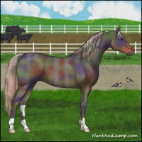 Horse Color:Nacre Liver Red Roan 
