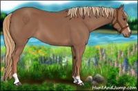 Horse Color:Chestnut Sabino