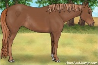 Horse Color:Chestnut Rabicano 