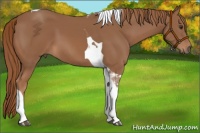 Horse Color:Chestnut Tobiano Rabicano