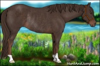 Horse Color:Liver Chestnut Rabicano 
