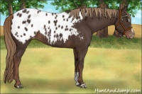 Horse Color:Liver Chestnut Sabino Appaloosa 