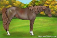 Horse Color:Liver Chestnut 