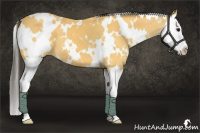 Horse Color:White Spotted Buckskin Splash 