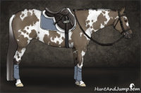 Horse Color:White Spotted Smoky Grullo 
