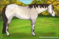 Horse Color:Bay Roan Onyx Appaloosa 