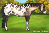 Horse Color:Brown Onyx Appaloosa