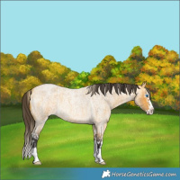Horse Color:Palomino Roan Splash and Buckskin Roan Splash