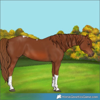 Horse Color:Chestnut Tobiano