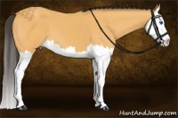 Horse Color:Buckskin Splash