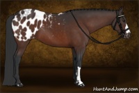 Horse Color:Brown Appaloosa 