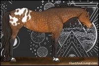 Horse Color:Buckskin Appaloosa 