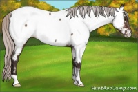 Horse Color:Silver Brown Roan Appaloosa 