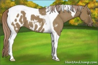 Horse Color:Chocolate Palomino Dun Tobiano Appaloosa 