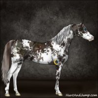 Horse Color:White Spotted Liver Chestnut Ice Splash 
