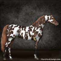 Horse Color:White Spotted Liver Chestnut Ice Appaloosa