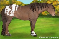 Horse Color:Liver Chestnut Sabino Blanket 