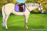 Horse Color:Gold Cream Champagne Dun