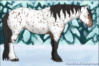 Horse Color:Brown Appaloosa 
