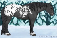 Horse Color:Black Appaloosa Rabicano 