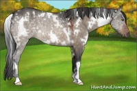 Horse Color:White Spotted Brown Dun 