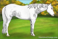 Horse Color:White Spotted Silver Bay Chinchilla Ice Dun Splash Tobiano Rabicano 