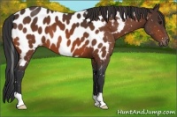 Horse Color:Bay Appaloosa 