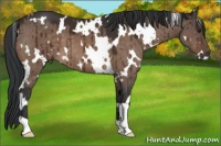 Horse Color:White Spotted Brown Dun Brindle 