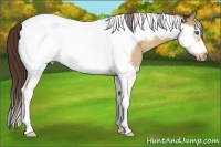Horse Color:Buckskin Dun Splash Tobiano Frame Appaloosa 