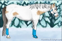 Horse Color:Amber Champagne Splash Tobiano Frame
