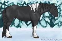 Horse Color:Black Tobiano