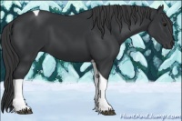 Horse Color:Black Tobiano 
