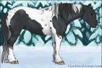 Horse Color:Black Tobiano 
