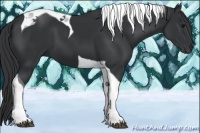 Horse Color:Black Tobiano 