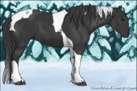 Horse Color:Black Tobiano 