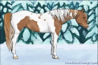 Horse Color:Chestnut Tobiano