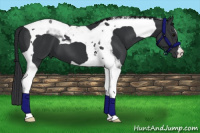 Horse Color:Black Tobiano 