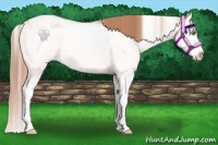 Horse Color:Gold Champagne Dun Sabino Splash 