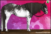 Horse Color:White Spotted Liver Chestnut 