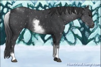 Horse Color:White Spotted Black 
