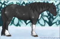 Horse Color:Black Tobiano