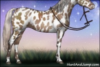 Horse Color:White Spotted Silver Brown Dun Appaloosa 