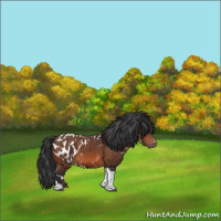 Horse Color:White Spotted Brown Tobiano Appaloosa 
