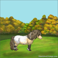 Horse Color:White Spotted Buckskin Appaloosa 