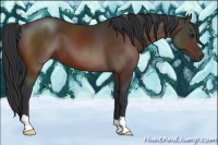 Horse Color:Brown 
