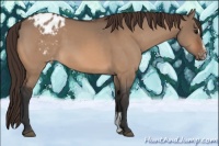 Horse Color:Bay Dun Sabino Appaloosa 