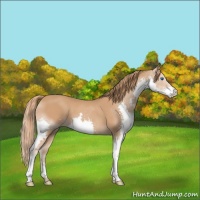 Horse Color:Chestnut Splash 