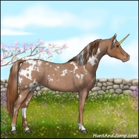 Horse Color:White Spotted Red Roan Appaloosa 